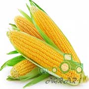 Купити насіння кукурудзи