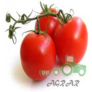 Купити насіння томата
