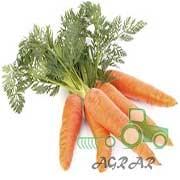 Купить семена моркови в Украине