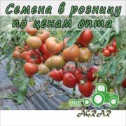 Купить семена томатов Белфорт F1 в Украине