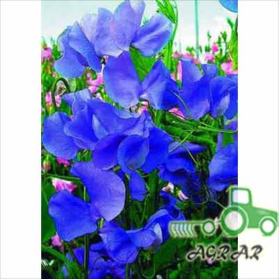 Семена цветов Горошек душистый темно-синий Seedera