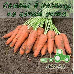 Морковь Карини семена - ранний сорт. Bejo (Голландия)