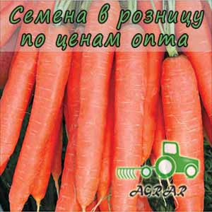 Морковь Престо F1 семена - ранний гибрид. Vilmorin (Франция)