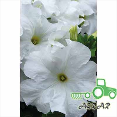 Семена цветов Петунии крупноцветной низкорослой Лимбо белая F1 Seedera