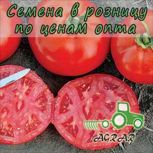 Купить семена томатов 1504 F1