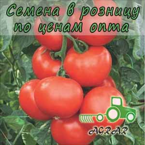 Купить семена томатов Абелус F1