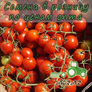 Купить семена томатов Ачико F1
