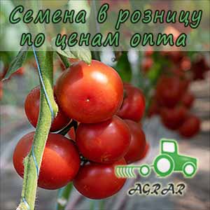 Купить семена томатов Барибин F1
