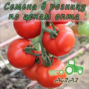 Купить семена томатов Бодерин F1