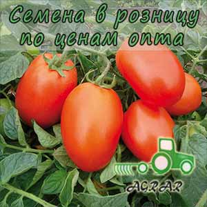 Купить семена томатов Галилея F1