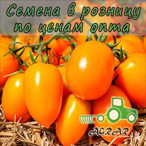 Купить семена томатов KS 1430 F1