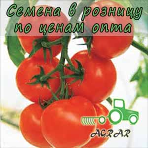 Купить семена томатов KS 1929 F1