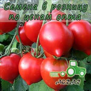 Поради садівників: як досягти рекордних врожаїв з томатом Примадонна