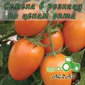 Купить семена томатов Стеша F1