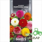 Семена цветов Георгины Переменной помпонная смесь Seedera