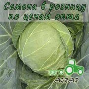 Купить семена капусты белокочанной Алина F1 в Украине