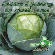 Купить семена капусты белокочанной Амагер F1 в Украине
