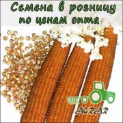 Кукуруза попкорн Эстрелла, 2500 семян - поздний сорт. Семейный сад (Украина)