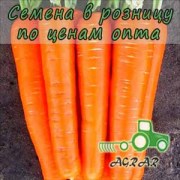 Морковь Лагуна F1 семена - ранний гибрид. Nunhems Bayer  (Голландия)