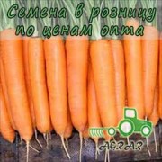 Морковь Нерак F1 семена - поздний гибрид. Bejo (Голландия)