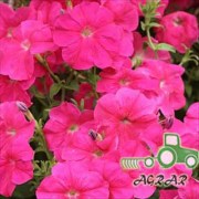 Семена цветов Петунии ампельной Лавина розовая F1 Seedera