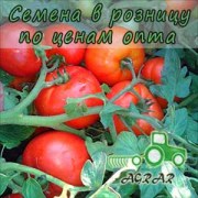 Купить семена томатов 1504 F1 в Украине