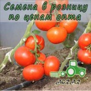Купить семена томатов Абелус F1 в Украине