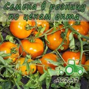 Купить семена томатов Айсан F1 в Украине