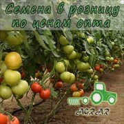 Купить семена томатов Аламина F1 в Украине