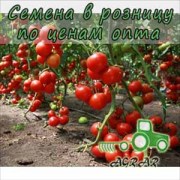 Купить семена томатов Асвон F1 в Украине