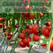 Купить семена томатов Барибин F1 в Украине