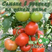 Купить семена томатов Белфаст F1 в Украине