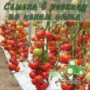 Купить семена томатов Белле F1 в Украине