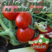 Купить семена томатов Бинго F1