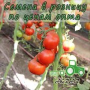 Купить семена томатов Бодерин F1 в Украине