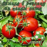 Купить семена томатов Чибли F1