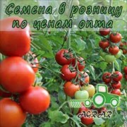 Купить семена томатов Дантина F1 в Украине