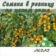 Купить семена томатов Еллоу Ривер F1 в Украине