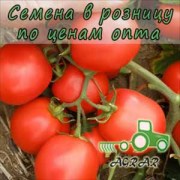 Купить семена томатов Эскорт