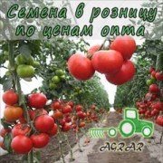Купить семена томатов Гравитет F1 в Украине