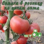 Купить семена томатов Грифон F1