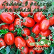 Купить семена томатов Классик F1 в Украине