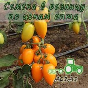 Купить семена томатов KS 1430 F1 в Украине