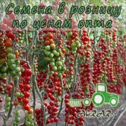 Купить семена томатов КS 4559  F1 в Украине