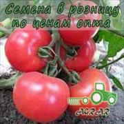 Купить семена томатов Ладженна F1