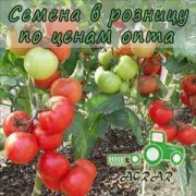 Купить семена томатов Магнус F1 в Украине