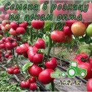 Купить семена томатов Макан (44235) F1 в Украине