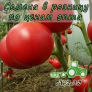 Купить семена томатов Монсан F1