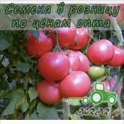 Купить семена томатов Панамера F1 в Украине