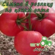 Купить семена томатов Пандароза F1 в Украине